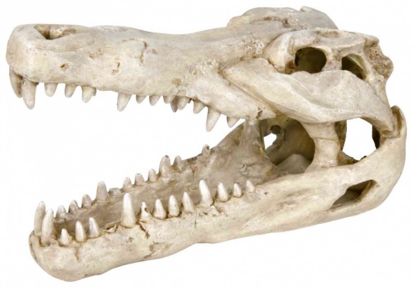 Trixie Krokodil-Schädel, 14 cm