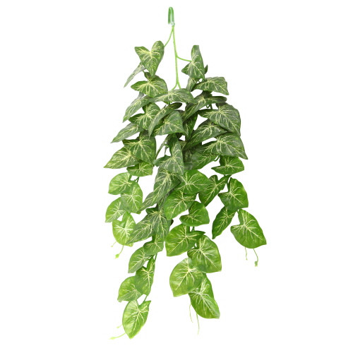 Hobby Climber Heartleaf