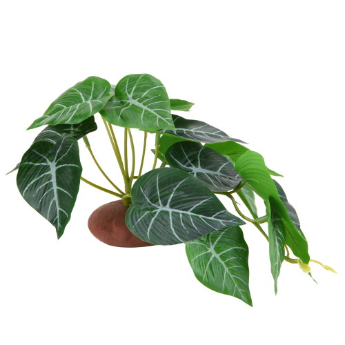 Hobby Alocasia