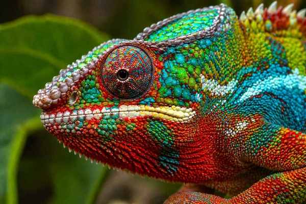 pantherchamaeleon-detailbild