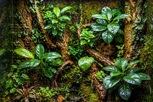 ficus-terrarienbegruenung