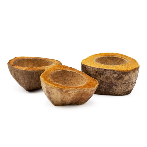Kokos Halbschale Wasserschale