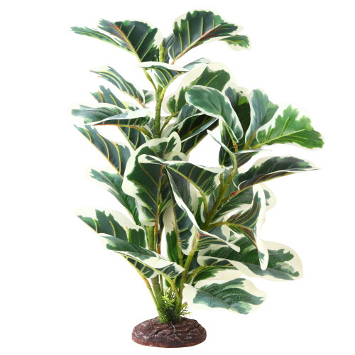Hobby Ficus Elastica 2