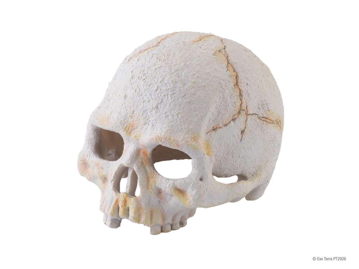 Pankero4c Aquarium Terrarium Totenkopf Dekoration, Reptilienhaus, Totenkopf Höhle Für Spinnen, Eidechse, Gecko, Aquarium Dekoration, Landschaft Für Wassertiere