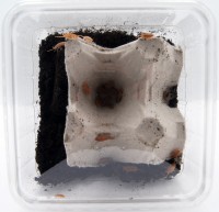 Kub. Asseln ORANGE Zuchtansatz Dose Kub. Asseln ORANGE Zuchtansatz Dose