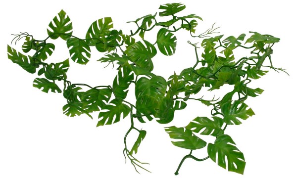 Lucky Reptile Pothos Ranke, ca. 200 cm