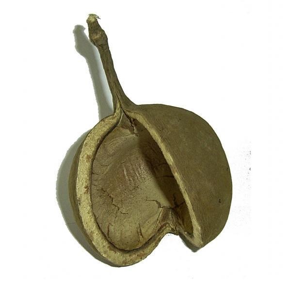 Budda Nut, ca. 10 cm