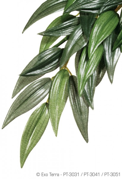 Exoterra Ruscus, hängende Regenwaldpflanze