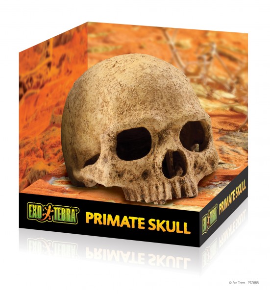 Exoterra Primate Skull, Totenkopfschädel