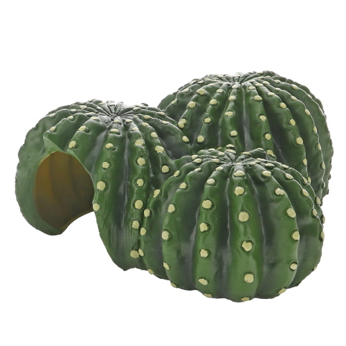 yucca kaktus Soap Tree Yucca| Yucca elata| Yucca Cactus| Cactus Outlet