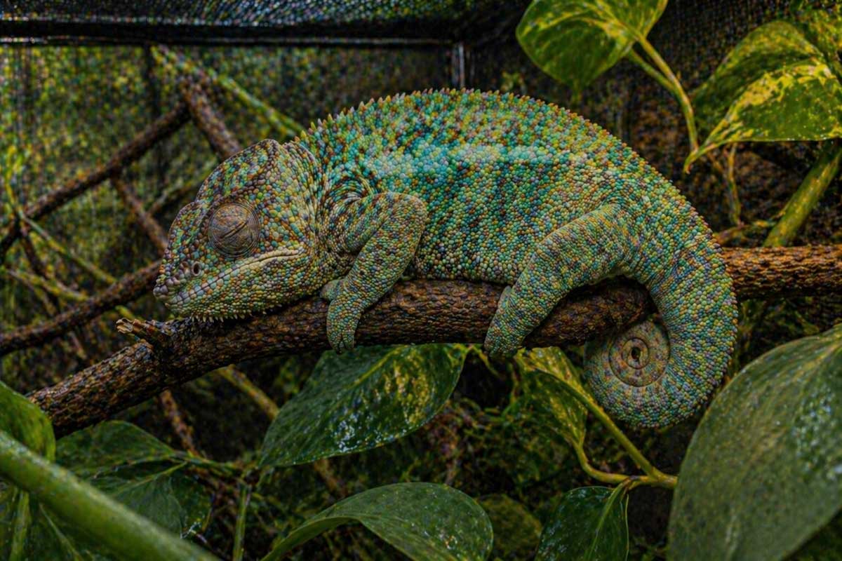 Schlafendes Pantherchamäleon im Terrarium Schlafendes Pantherchamäleon im Terrarium
