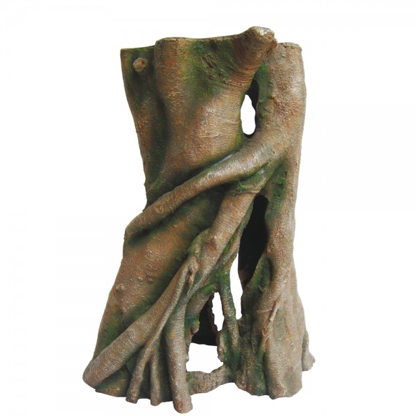 Hobby Azalea Root