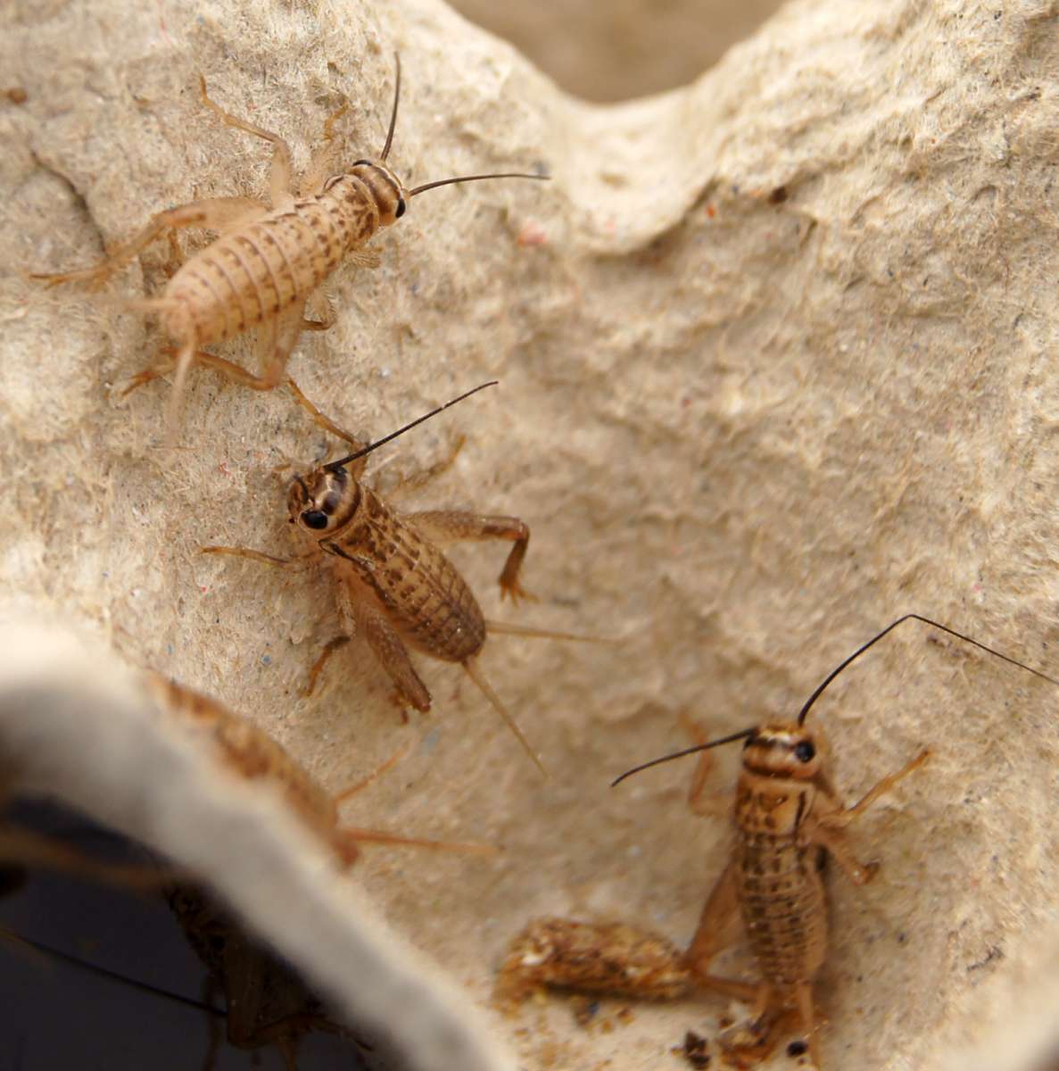 Heimchen - Made in Germany | Futterinsekten | Ernährung ...