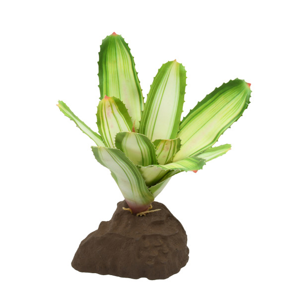 Lucky Reptile Bromelien Neoregelia