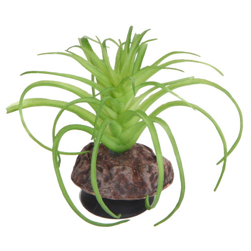 Hobby Terra Succulent 5