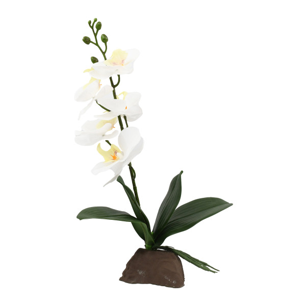 Lucky Reptile Orchideen