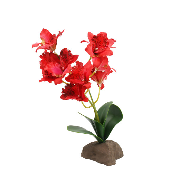 Lucky Reptile Orchideen