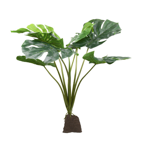 Lucky Reptile Monstera ca. 60cm