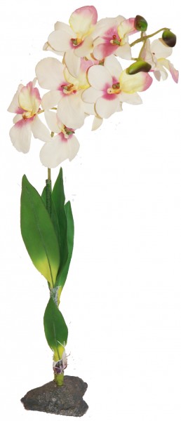 Lucky Reptile Orchidee lila, weiß