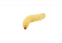 Wachsmaden (Wachsmottenlarven/ Bienenmaden) Wachsmaden (Wachsmottenlarven/ Bienenmaden)