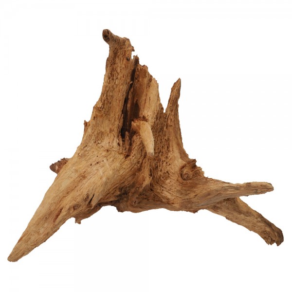 Hobby Pine Root