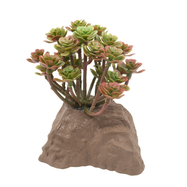 Lucky Reptile Steinpflanze ca. 15cm