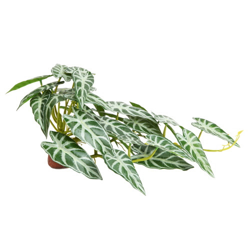 Hobby Calathea 2