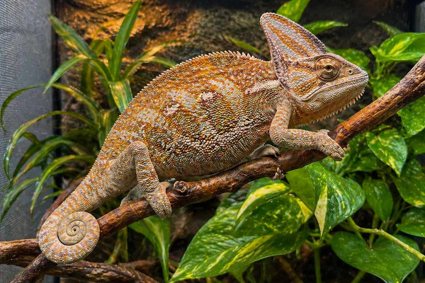 jemenchamaeleon-im-terrarium-auf-einem-ast