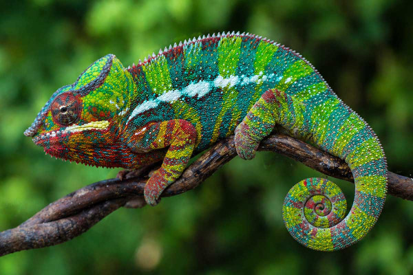 pantherchamaeleon-in-der-freien-natur