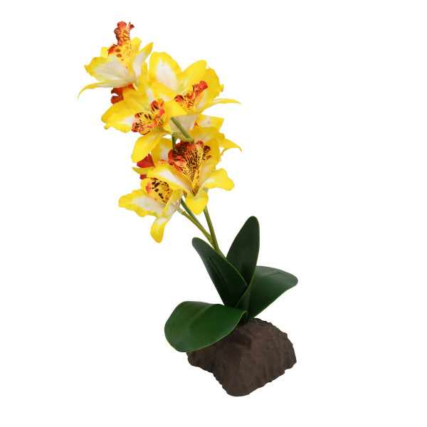 Lucky Reptile Orchideen
