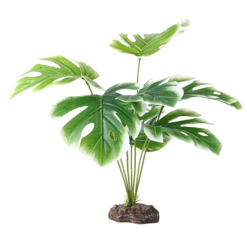 Hobby Monstera White