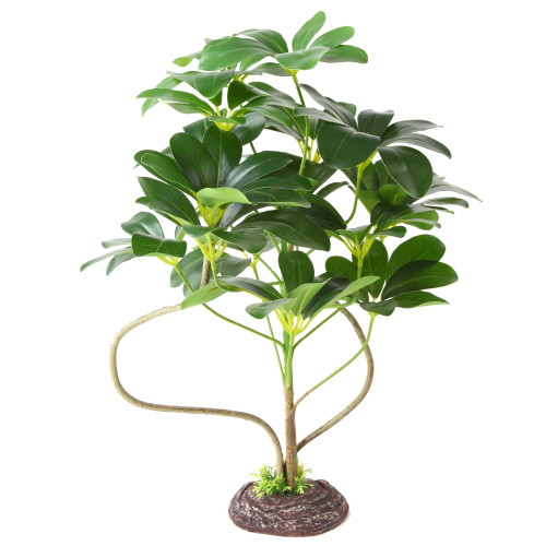 Hobby Schefflera