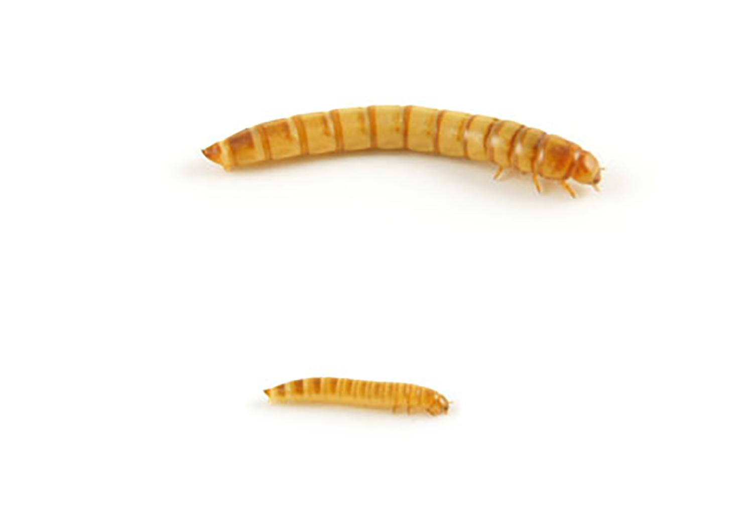 Mehlwrmer  Lebendfutter fr Reptilien & Vgel. Ideal als Snack |  TerraristikShop.net