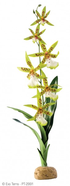 Exoterra Spinnen Orchidee 6,5x5x45cm