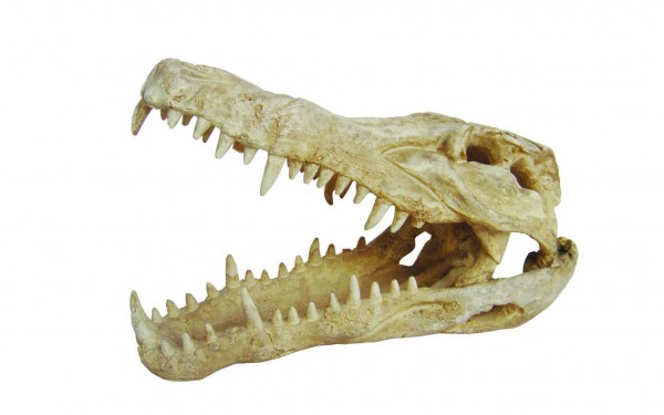 Lucky Reptile Deco Skull Krokodil, ca. 25x11,2x15,2 cm