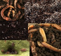 Starterpaket Biologisches Terrarium Starterpaket Biologisches Terrarium