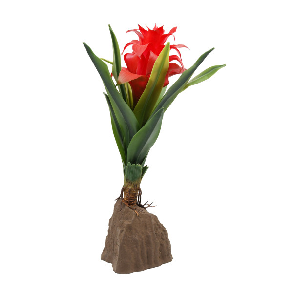 Lucky Reptile Bromelien