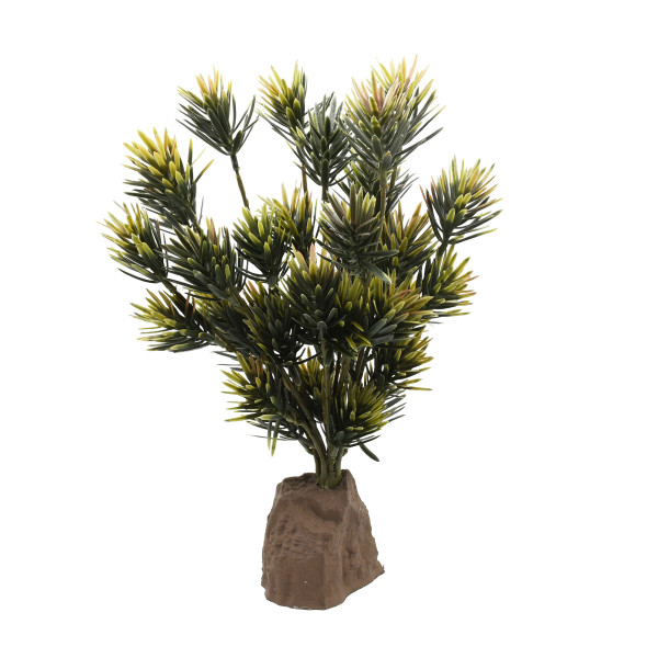 Lucky Reptile Podocarpus ca. 45cm