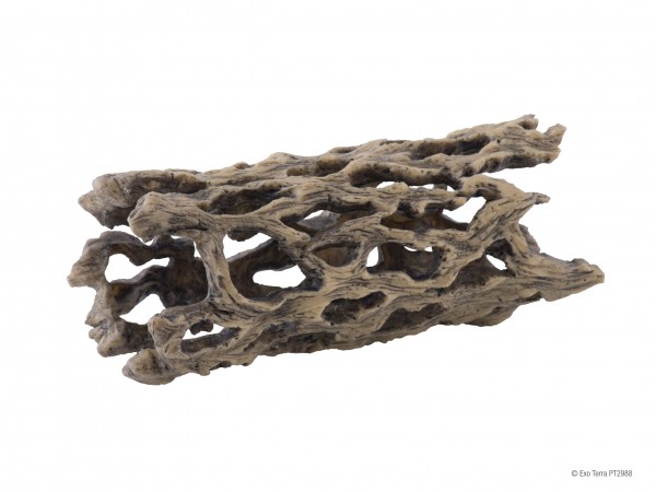 Cholla Cactus Skeleton medium 18x7cm