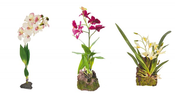 Lucky Reptile Orchidee lila, weiß