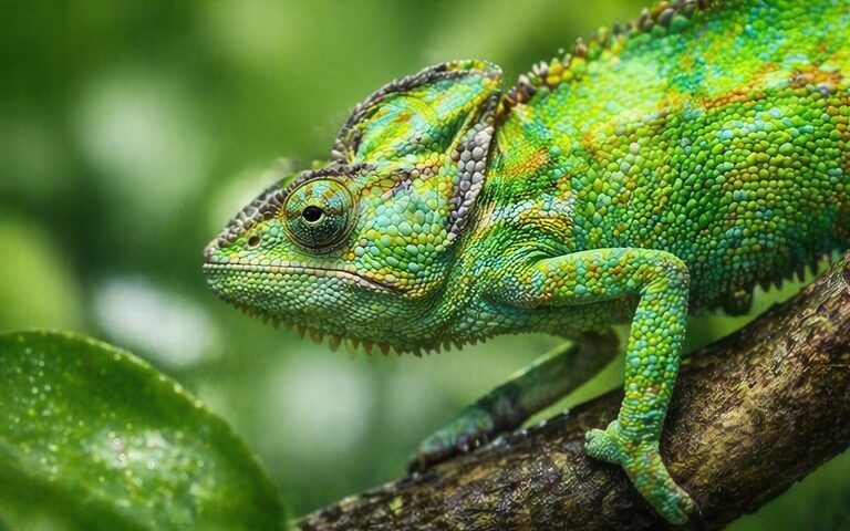 Grünes Chamäleon im Profil auf einem Ast - Terraristikshop.net, Fachhandel für Reptilien, Amphibien und Terraristik-Zubehör
